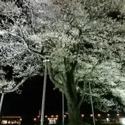 はーさんの画像