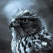 RUSHの画像
