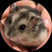 ハムぞうの画像