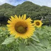 mmの画像