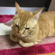yu-no