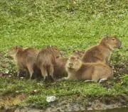 カピブロの画像