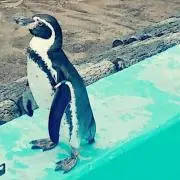 ミンサン