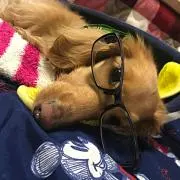 ノブの画像
