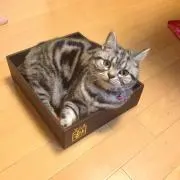 めぐみん