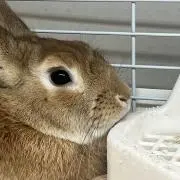 うさぎの画像