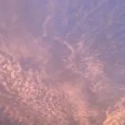 わん　断捨離中の画像