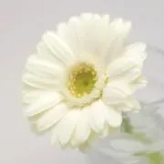 ToToLe✻.*イノシシの被害で...