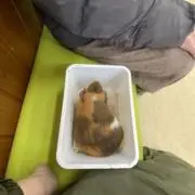 硬めのモの画像