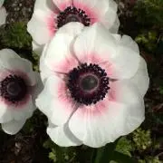 リンの画像
