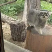 メロンパンナの画像