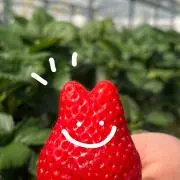 いちごの画像