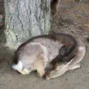 カカヤマの画像