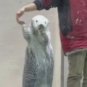シンシン