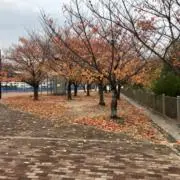 ベンドングの画像