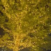りりの画像