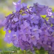 あやなんの画像