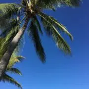 ポチの画像