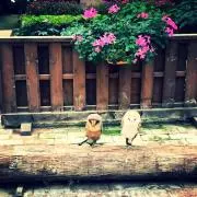 mayaの画像