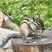 まみいの画像
