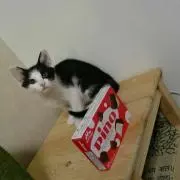 とれんたの画像