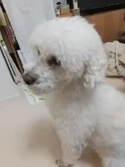 はなの画像