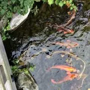 みぃ