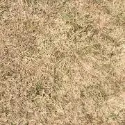 ganの画像