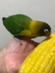 がっちょん