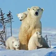 シロクマʕ•ᴥ•ʔ