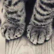 とらおの画像