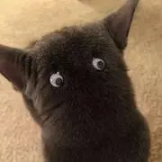 tantan