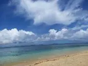 ハイビスカスの画像