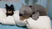 いえ猫