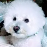 トヨパパ
