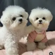 ヒロリン
