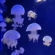 anzuの画像