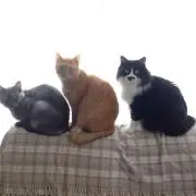 ナゴナゴショップの画像