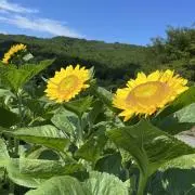 ひまわりの画像