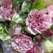 rose pink