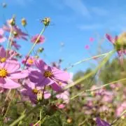 土佐わんこの画像