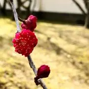 Kanaの画像