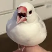 おにく【月・水・金の昼発送】の画像