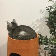 ぴいころの画像
