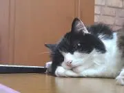 よるろの画像