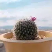 テトの画像