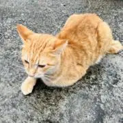 らまんの画像