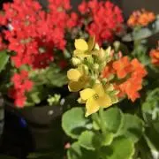 カランコエの画像