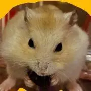ひまわりの画像