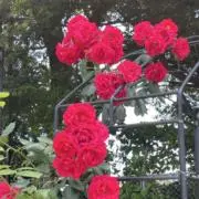 花だより。kimiの画像
